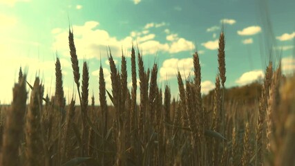 agricultural policy planning, agricultural soil management, wheat farm investments, wheat farming techniques, agricultural knowledge sharing, wheat seed quality, wheat field maintenance, agricultural