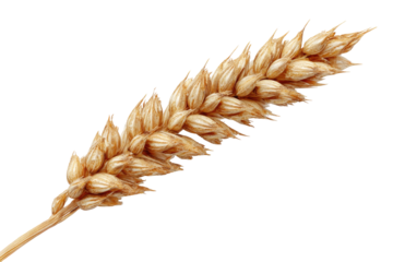 Detailed image of a single, isolated wheat stalk with golden-tan grains and delicate textures