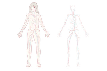 Woman arterial and venous circulatory system. Female blood vessel diagram on education poster or banner. Person medical infographics. Science and medicine concept. Flat vector illustration.