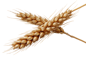 Two crossed stalks of golden wheat, isolated on a stark black background, symbolizing harvest