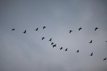 Large groups of common cranes flying to night location in Hungary countryside