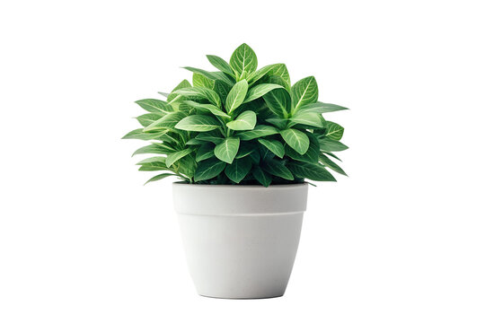 Potted green plant side view isolated on transparent background perfect for home decor, garden design, and natural botanical artwork