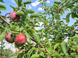 Red Apples on tree in garden in Natural background