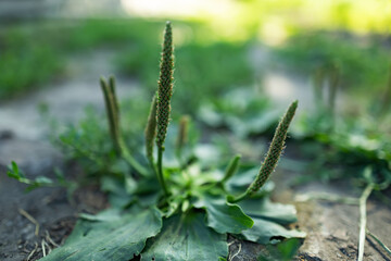 Plantain flowering plant with green leaf. Plantago major leaves and flowers broadleaf plantain,