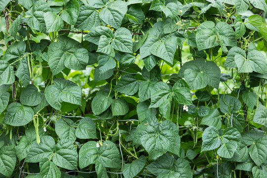 Cowpea Vigna unguiculata in the garden