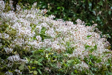 実をつけた仙人草