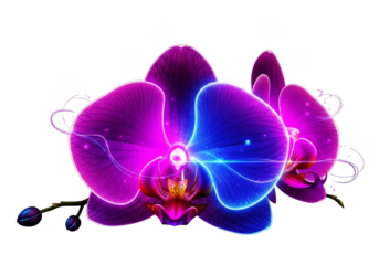 Glowing purple and blue orchid flower isolated on transparent background design