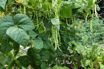 Cowpea plants in growth at vegetable garden