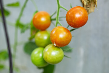ripening tomatoes in the greenhouse. Red and green selected tomatoes in a greenhouse