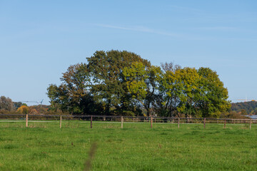 rural landscape with trees