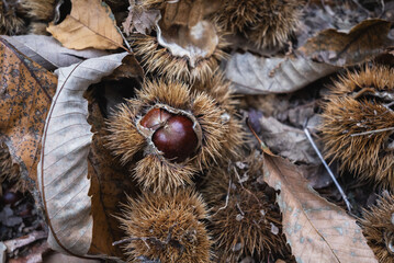 Fototapeta premium Close-up of Fresh Chestnuts in Nature