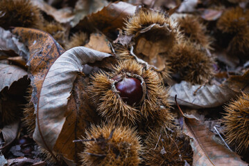 Close-up of Fresh Chestnuts in Nature