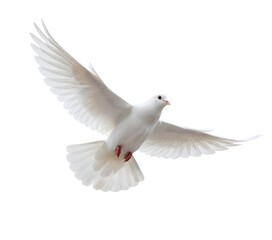white dove isolated