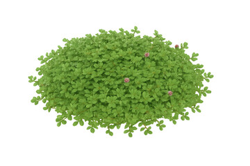 Obraz premium Green bush leaves foliage, garden shrub plant vegetation, botany element with transparent background