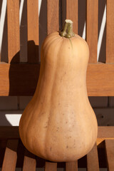 Butternut au soleil