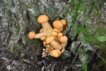 有毒キノコ、オオワライタケ