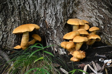 有毒キノコ、オオワライタケ