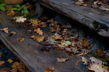 Wet autumn leaves in shades of brown, yellow, and green lying on dark wooden stairs after rain. Close-up view of fallen foliage in moody natural light