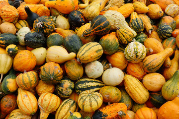 Small colorful pumpkins covering the picture