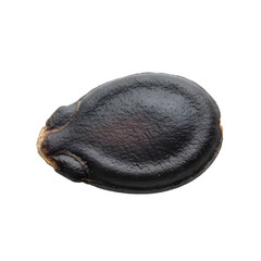 Single Black Seed in Detailed Close Up Isolated on Transparent Background