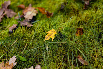 A fallen maple leaf lying on green moss in the forest during autumn