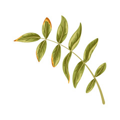 Rowan leaf branch with green and orange autumn foliage. Vector hand drawn illustration for seasonal design, packaging, fall decorations, Halloween or Thanksgiving card, sticker