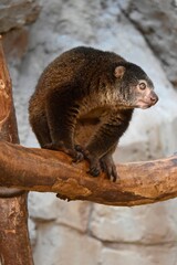 A single bear cuscus looking on a branch