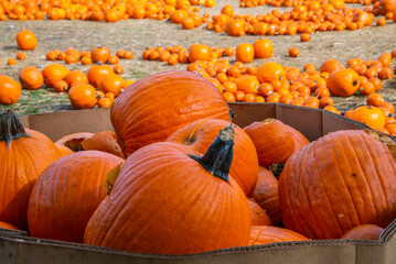 pumpkins on a farm