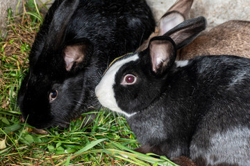Baby rabbits in a rabbit hutch, cuniculus