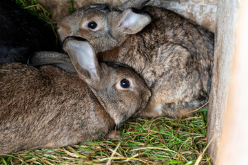 Baby rabbits in a rabbit hutch, cuniculus