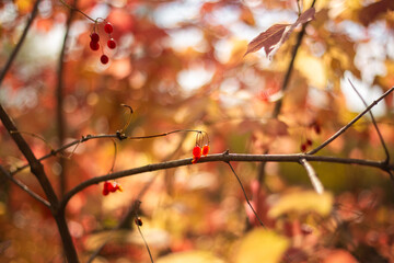red autumn leaves