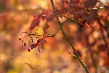 red autumn leaves