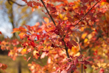 red autumn leaves