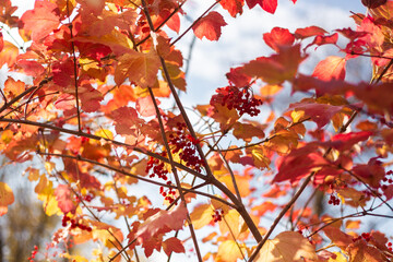 red autumn leaves