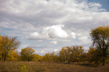 Fototapeta premium autumn landscape with trees