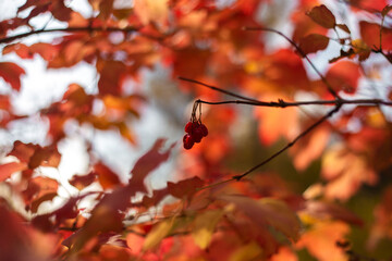 red autumn leaves