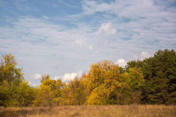 Fototapeta premium autumn in the forest
