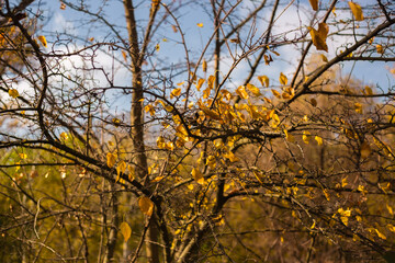 autumn in the forest