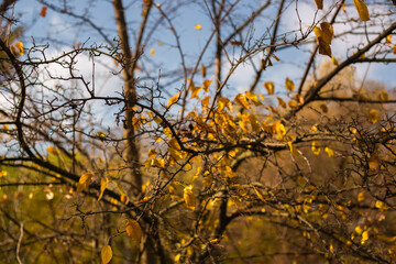 autumn in the forest