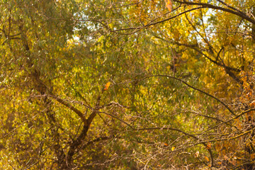 autumn leaves in the forest