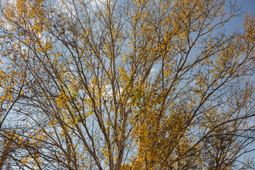 autumn in the forest