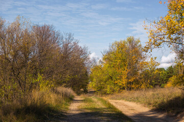 autumn in the forest