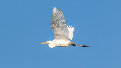 flying seagull in flight