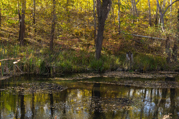 autumn in the forest
