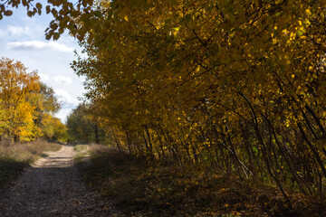 Obraz premium autumn in the forest