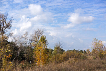 Fototapeta premium autumn in the forest