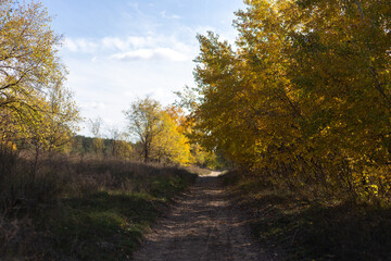 Obraz premium autumn in the forest