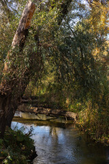 Obraz premium autumn in the forest