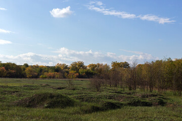 autumn in the forest