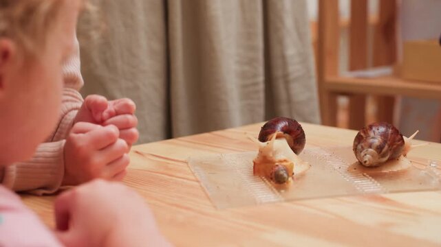 close up of kindergarten child studying snail behavior during classroom science, watching giant snails crawl and feed on apple slice atop transparent tray on wooden table